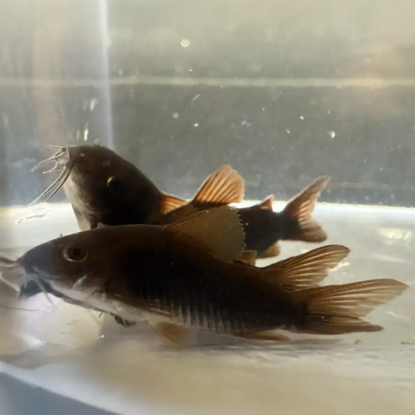 Black Shultzei (Corydoras schultzei “Black”) - Image 2