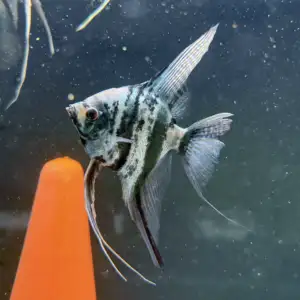 Blue Marble Angelfish