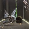 Blue Marble Angelfish