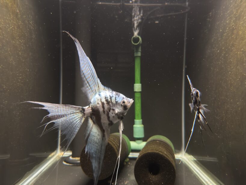 Blue Marble Angelfish