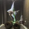 Blue Marble Angelfish