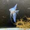 Philippine Blue Angelfish