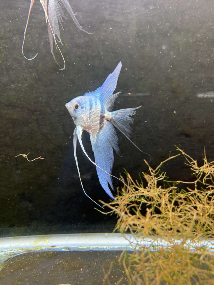 Philippine Blue Angelfish