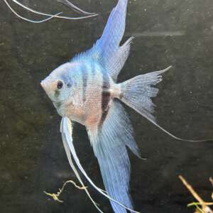 Philippine Blue Angelfish