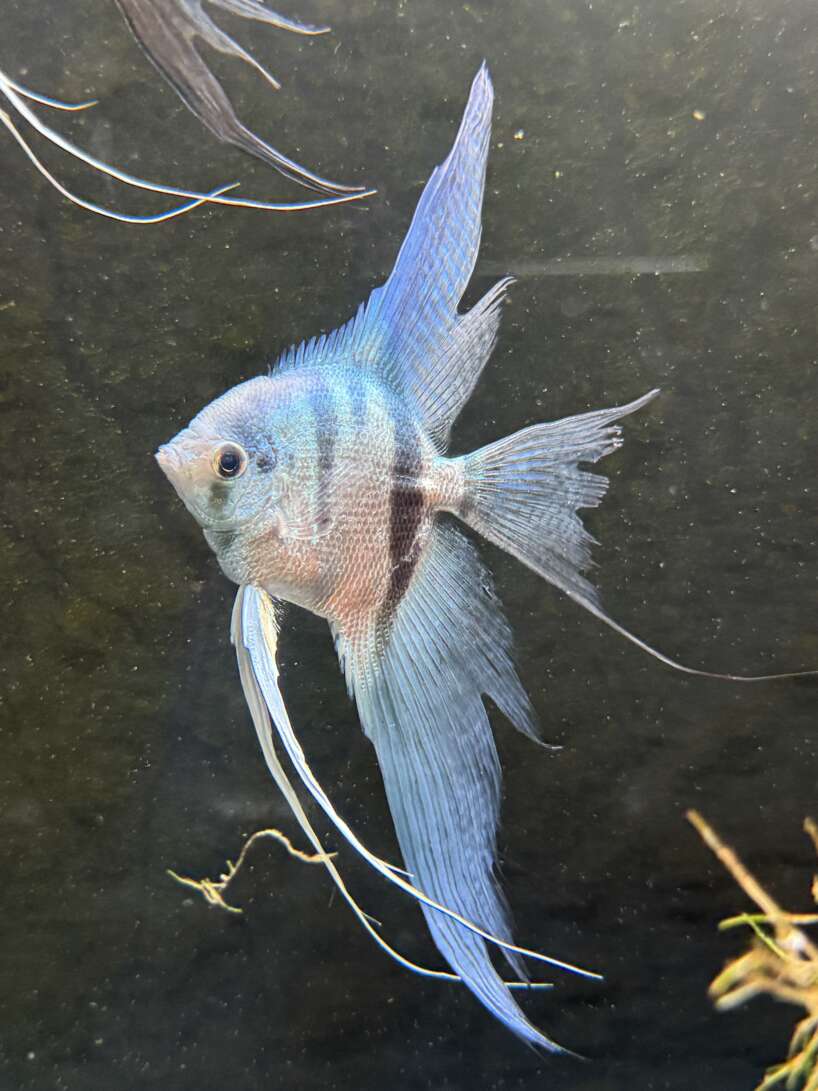 Philippine Blue Angelfish