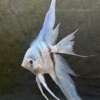 Philippine Blue Angelfish
