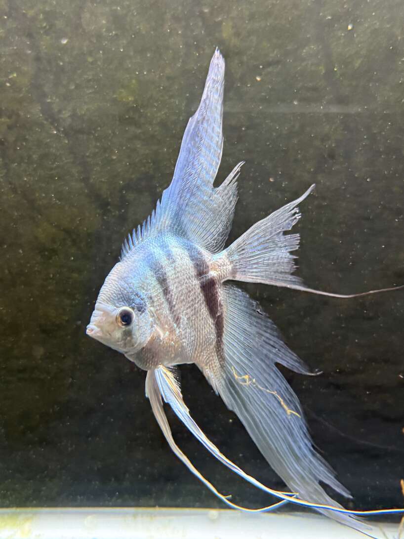 Philippine Blue Angelfish