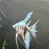 Blue Marble Angelfish