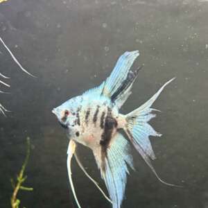 Blue Marble Angelfish
