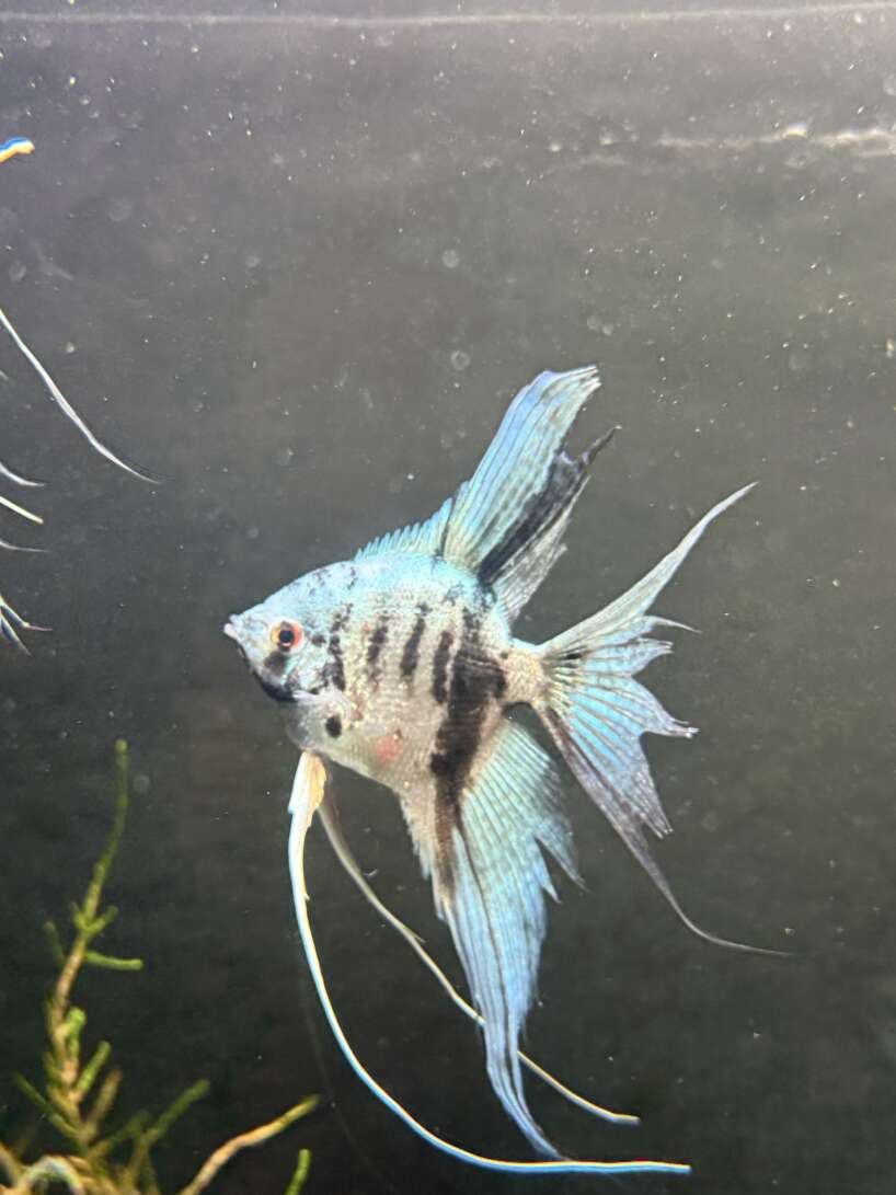 Blue Marble Angelfish