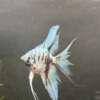 Blue Marble Angelfish
