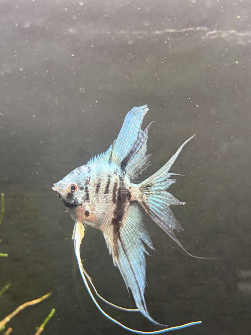 Blue Marble Angelfish