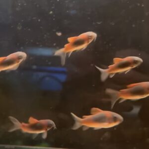 Orange Venezuelan Cory
