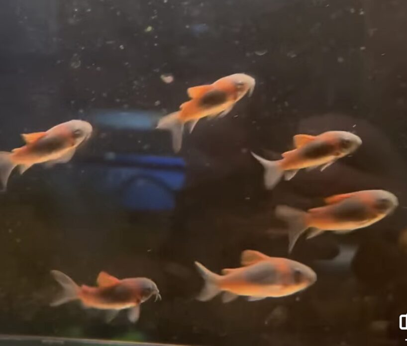 Orange Venezuelan Cory