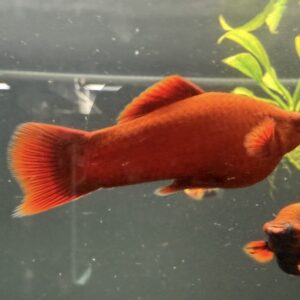 Ruby Red Swordtail – Unsexed