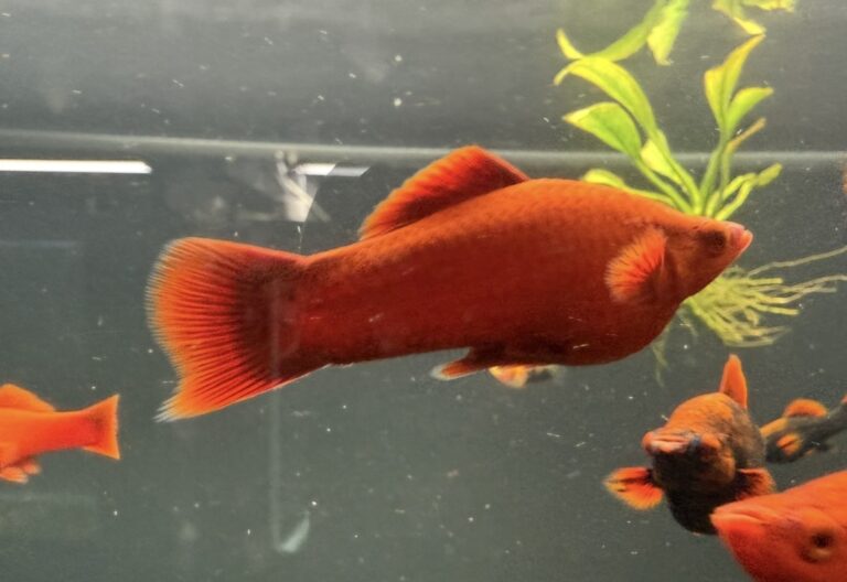 Ruby Red Fish Eating Fish Ruby Red Swordtail – Unsexed | Amazoniafish.com