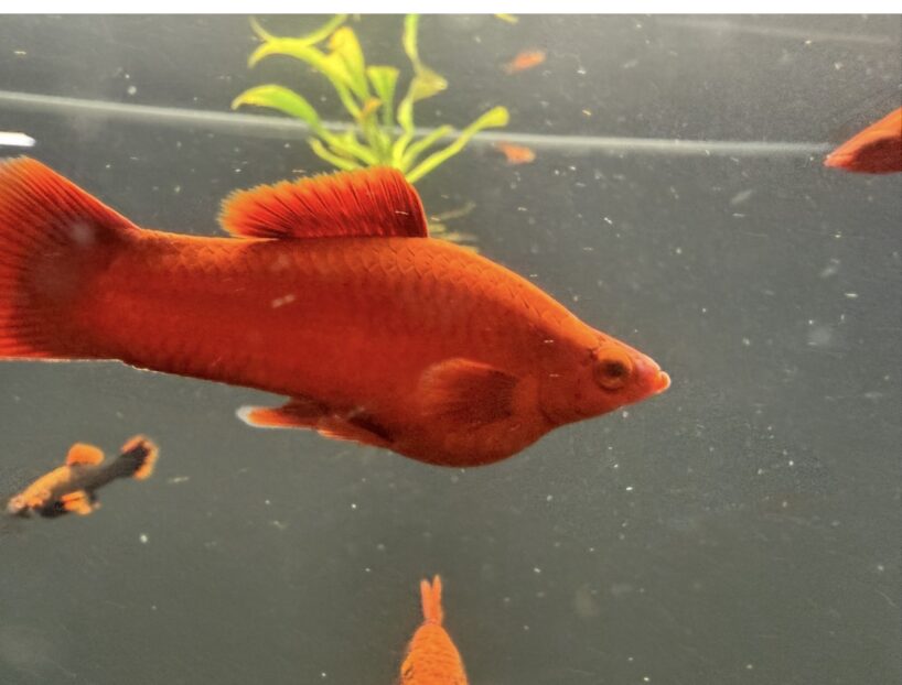 screenshot-5 Ruby Red Swordtail – Unsexed