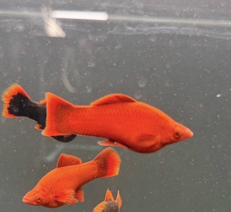 screenshot-3 Ruby Red Swordtail – Unsexed