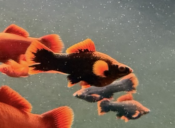 screenshot-6 Red Alpha Swordtail – Unsexed