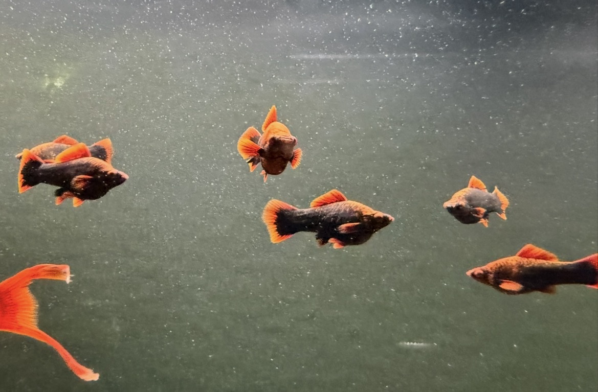Reaverfish Red Alpha Swordtail – Unsexed | Amazoniafish.com