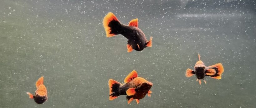 screenshot-7 Red Alpha Swordtail – Unsexed