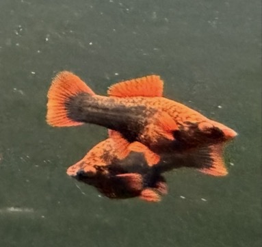 screenshot-9 Red Alpha Swordtail – Unsexed