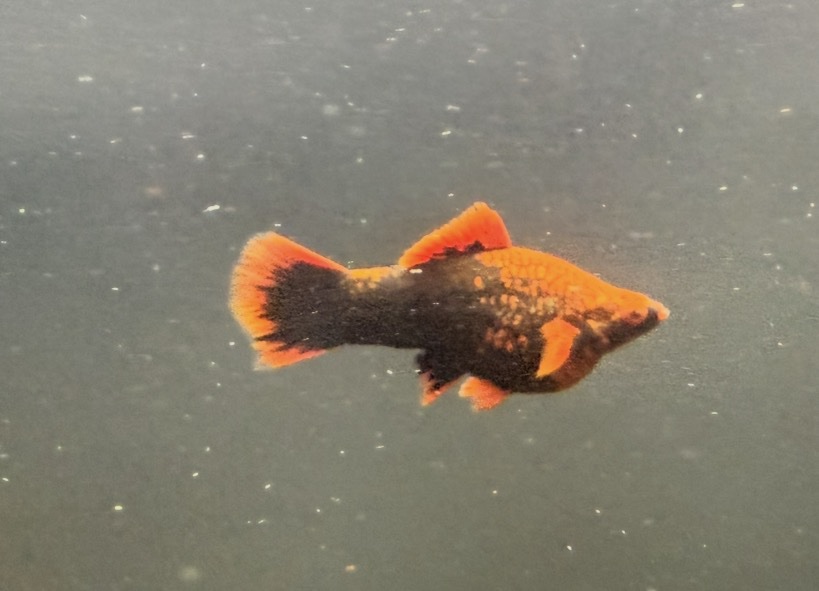 screenshot-11 Red Alpha Swordtail – Unsexed