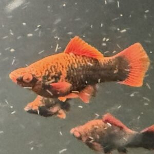 Red Alpha Swordtail – Unsexed