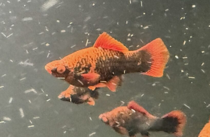 screenshot-8 Red Alpha Swordtail – Unsexed