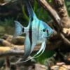 Philippine Blue Angelfish