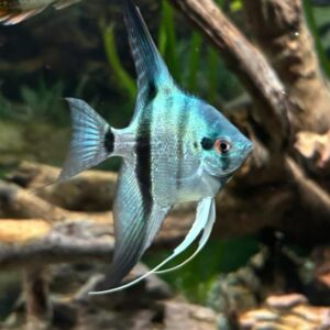 Philippine Blue Angelfish