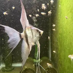 Philippine Blue Angelfish