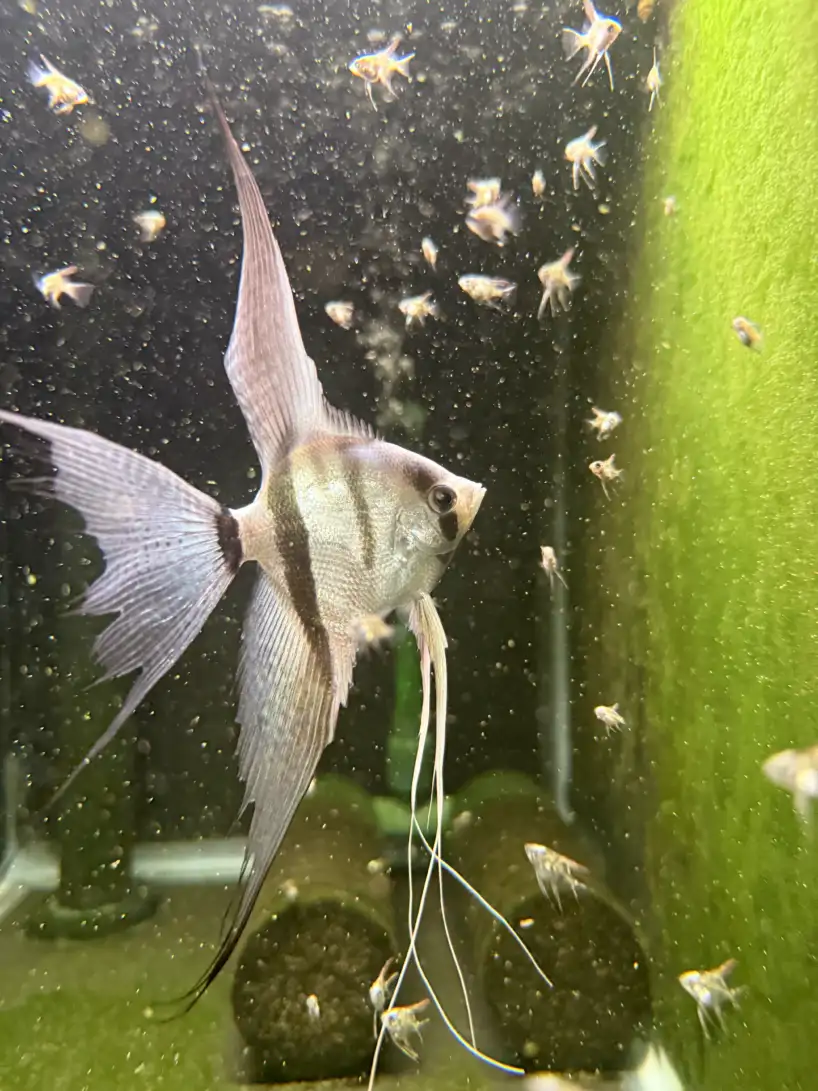 Philippine Blue Angelfish