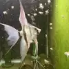 Philippine Blue Angelfish
