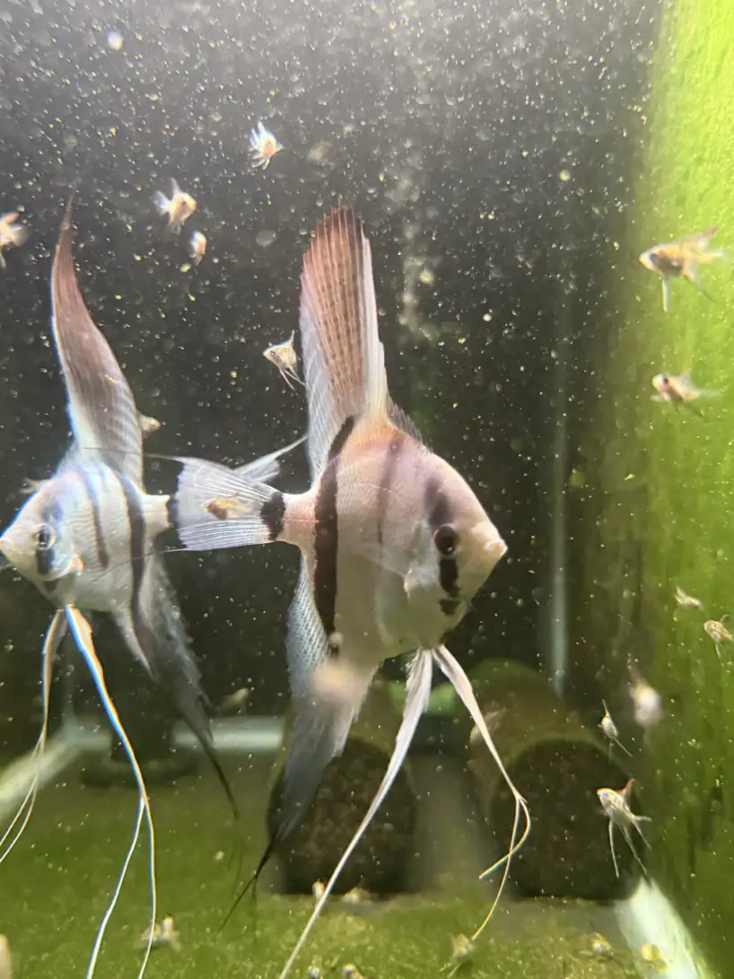 Philippine Blue Angelfish - Image 3