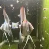 Philippine Blue Angelfish