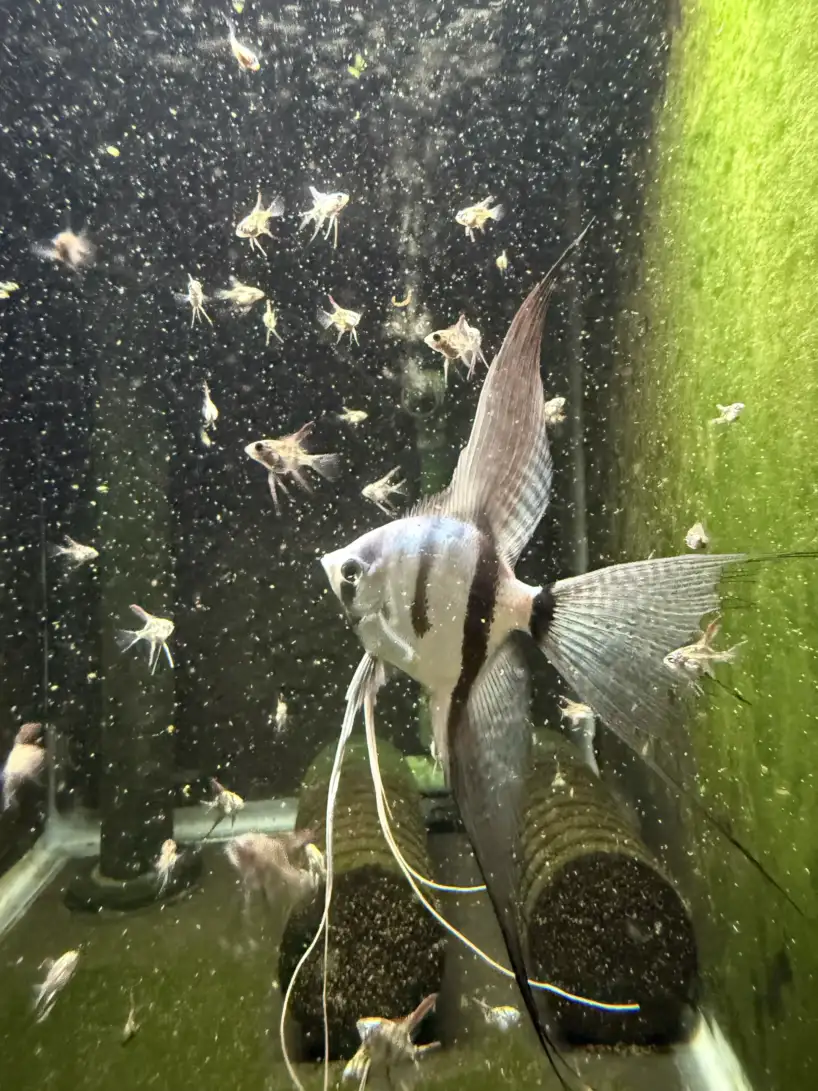 Philippine Blue Angelfish - Image 2