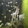 Philippine Blue Angelfish