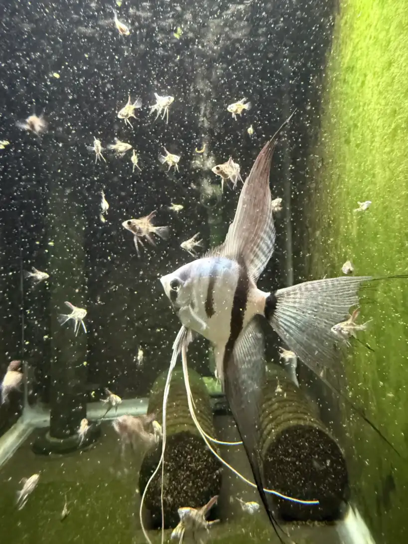 Philippine Blue Angelfish