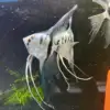 Philippine Blue Angelfish