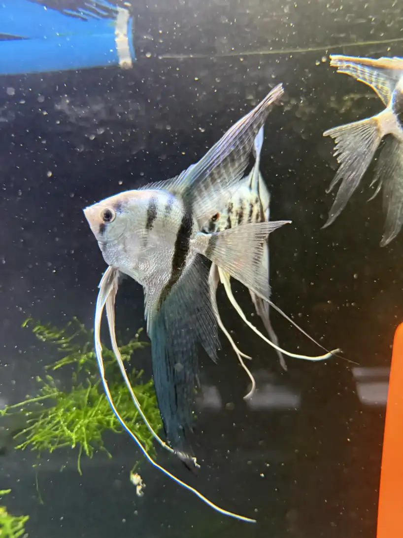 Philippine Blue Angelfish