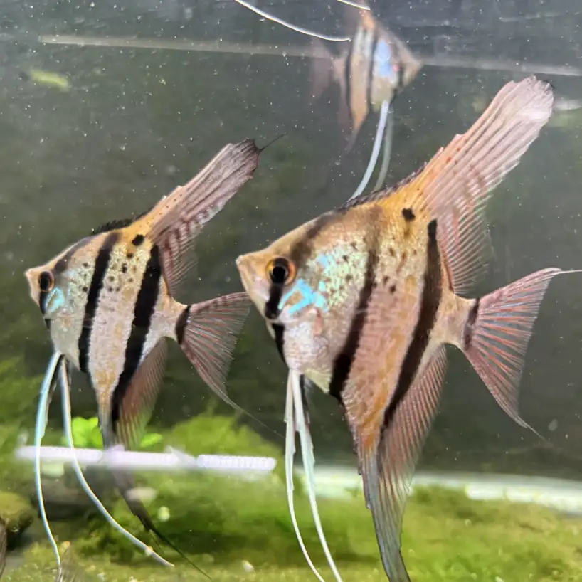 Pterophyllum scalare var. Rio Nanay F1 Angelfish - Image 3