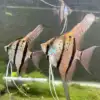 Pterophyllum scalare var. Rio Nanay F1 Angelfish