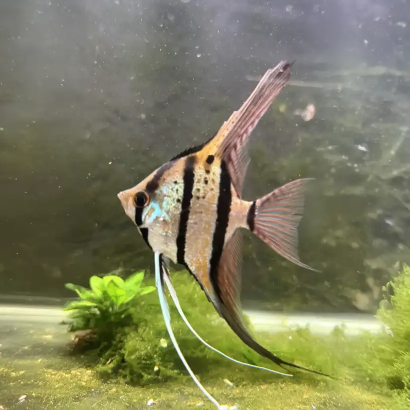 Pterophyllum scalare var. Rio Nanay F1 Angelfish - Image 2