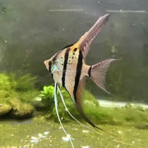 Pterophyllum scalare var. Rio Nanay F1 Angelfish