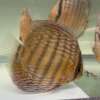 Wild Discus Rio Paraconi