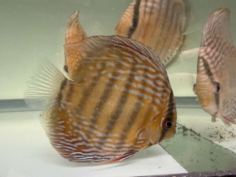 Wild Discus Rio Paraconi