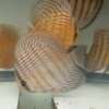 Wild Discus Rio Paraconi