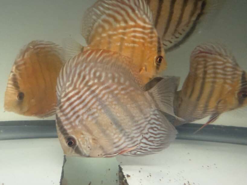 Wild Discus Rio Paraconi