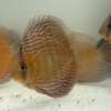 Wild Discus Rio Paraconi